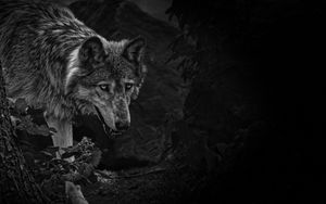 Preview wallpaper wolf, predator, bw, beast, wildlife