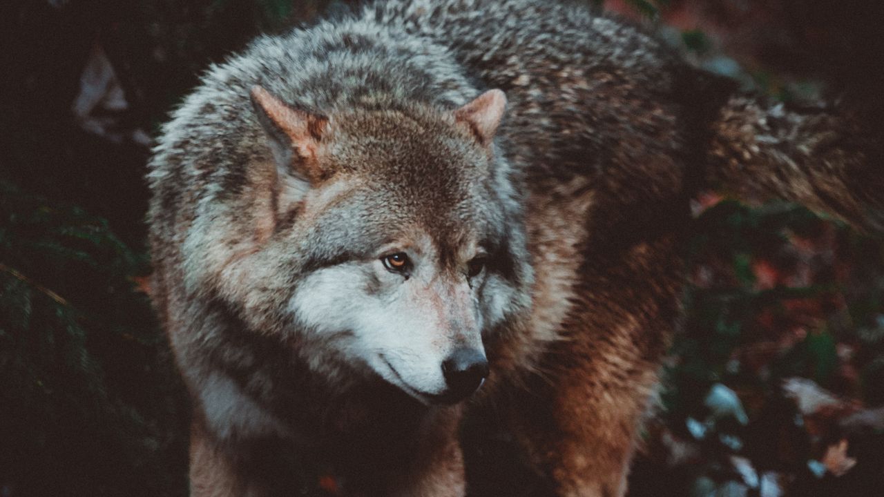 Wallpaper wolf, predator, dog