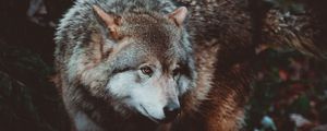 Preview wallpaper wolf, predator, dog