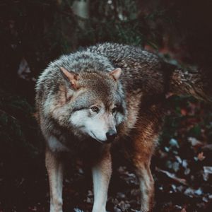 Preview wallpaper wolf, predator, dog
