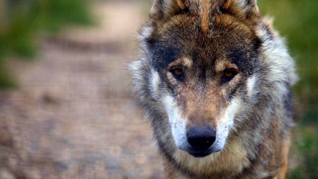 Wallpaper wolf, predator, dog, sadness