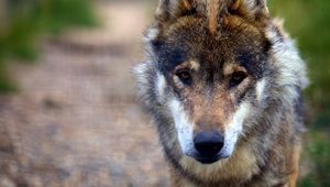 Preview wallpaper wolf, predator, dog, sadness