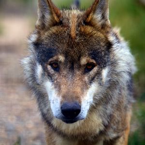 Preview wallpaper wolf, predator, dog, sadness