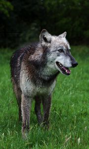 Preview wallpaper wolf, predator, dog, wildlife, grass