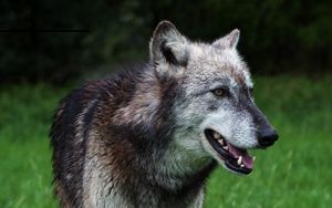 Preview wallpaper wolf, predator, dog, wildlife, grass