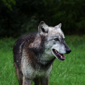 Preview wallpaper wolf, predator, dog, wildlife, grass