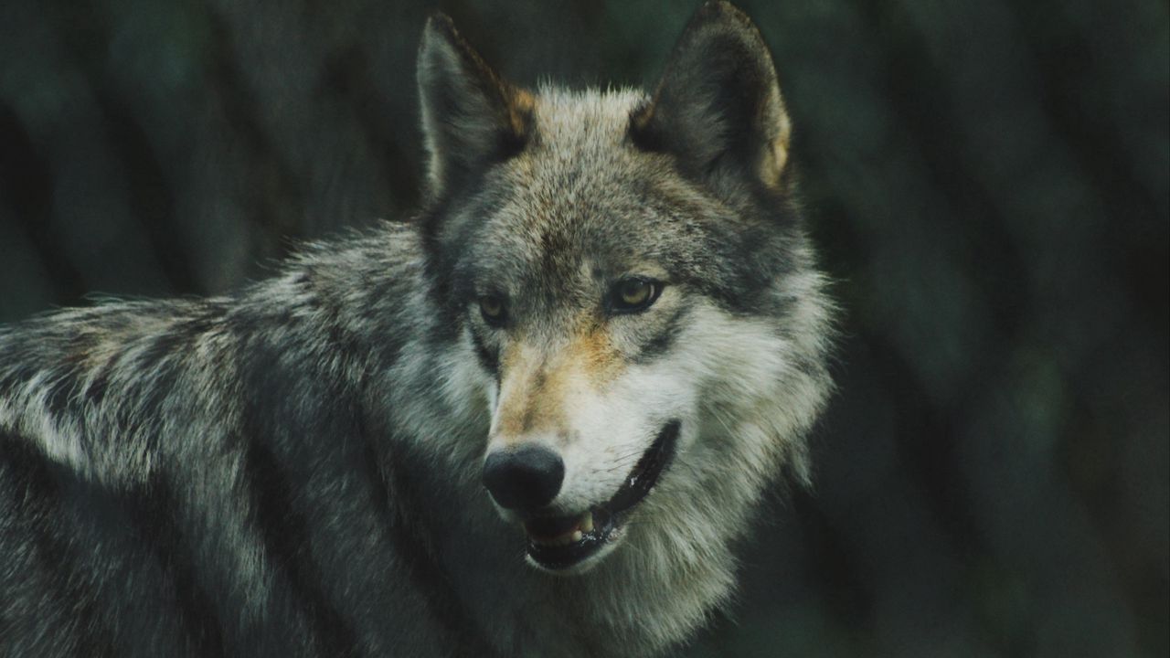 Wallpaper wolf, predator, dog, view