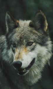 Preview wallpaper wolf, predator, dog, view