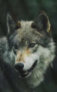 Preview wallpaper wolf, predator, dog, view