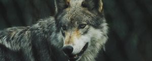 Preview wallpaper wolf, predator, dog, view