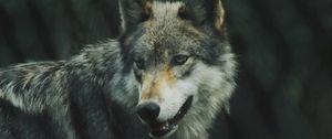 Preview wallpaper wolf, predator, dog, view