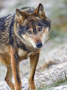 Preview wallpaper wolf, predator, eyes, wildlife, animal