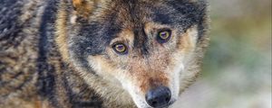 Preview wallpaper wolf, predator, eyes, wildlife, animal