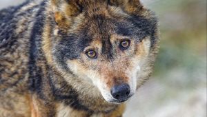 Preview wallpaper wolf, predator, eyes, wildlife, animal