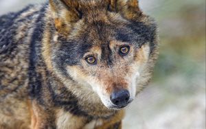 Preview wallpaper wolf, predator, eyes, wildlife, animal