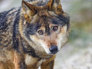 Preview wallpaper wolf, predator, eyes, wildlife, animal