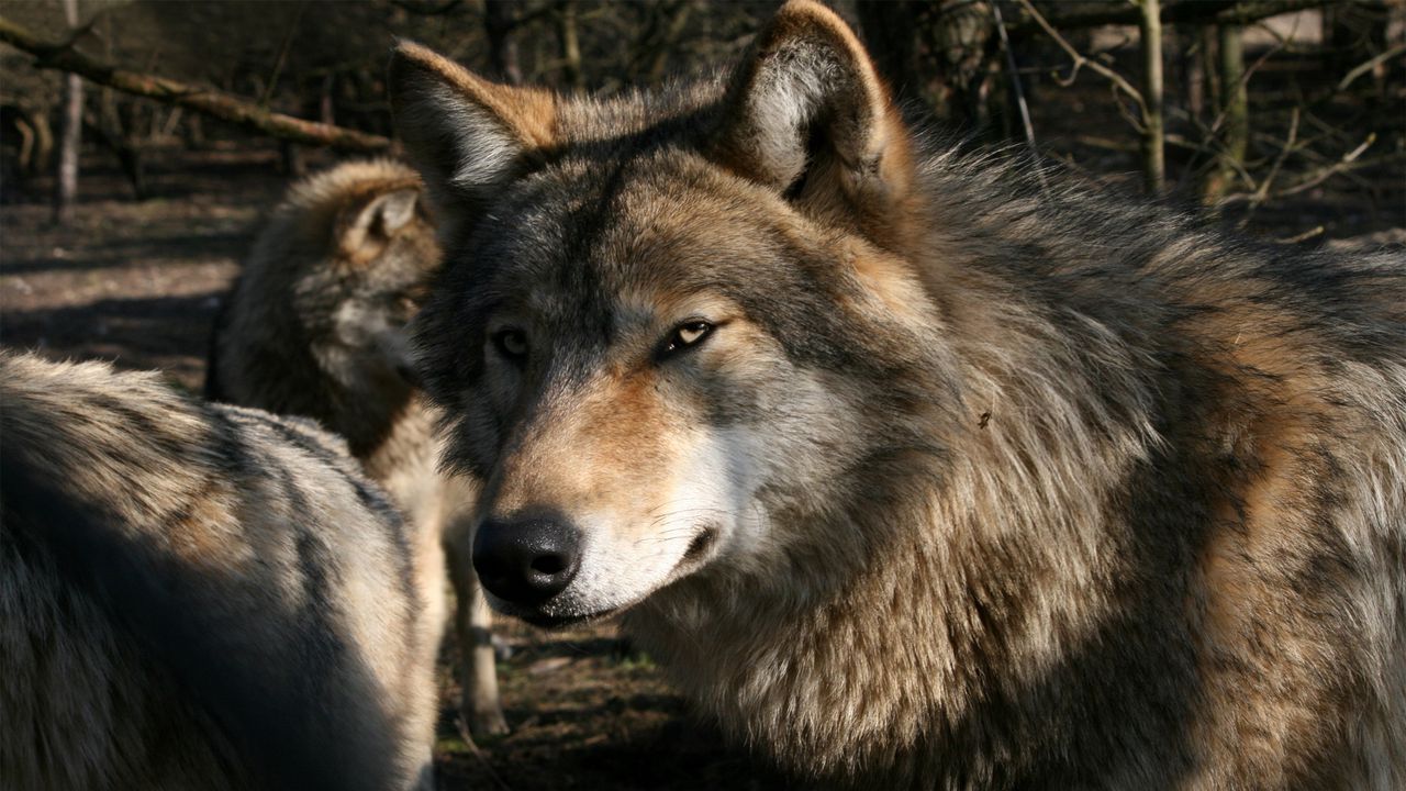 Wallpaper wolf, predator, face, wild