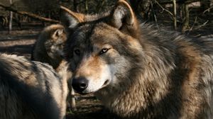 Preview wallpaper wolf, predator, face, wild