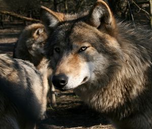 Preview wallpaper wolf, predator, face, wild