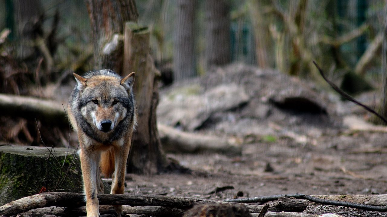 Wallpaper wolf, predator, forest, wildlife