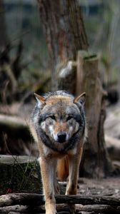 Preview wallpaper wolf, predator, forest, wildlife