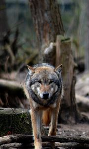 Preview wallpaper wolf, predator, forest, wildlife