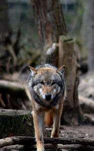 Preview wallpaper wolf, predator, forest, wildlife