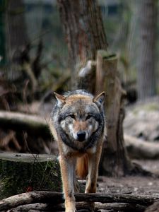 Preview wallpaper wolf, predator, forest, wildlife