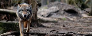 Preview wallpaper wolf, predator, forest, wildlife
