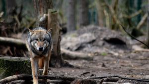 Preview wallpaper wolf, predator, forest, wildlife