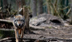 Preview wallpaper wolf, predator, forest, wildlife