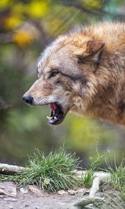 Preview wallpaper wolf, predator, glance, fangs