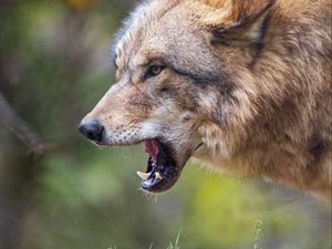 Preview wallpaper wolf, predator, glance, fangs