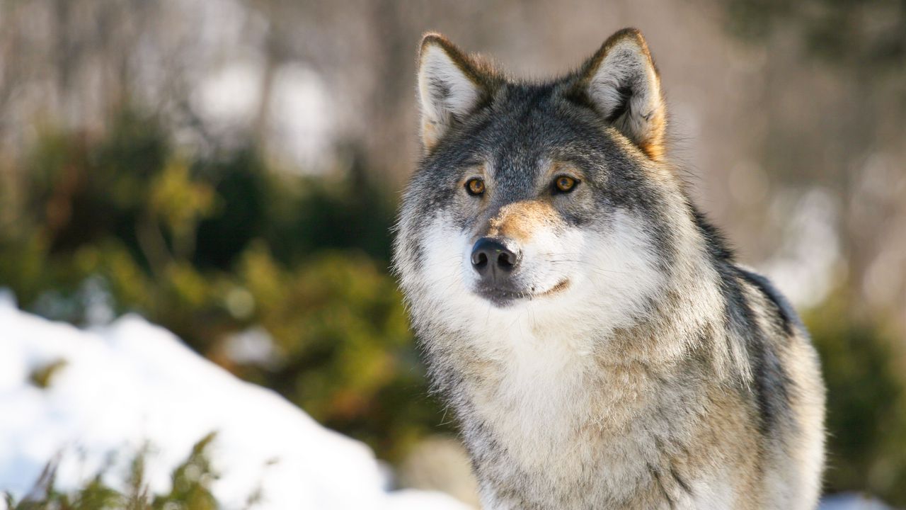 Wallpaper wolf, predator, glance, animal hd, picture, image