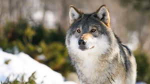Preview wallpaper wolf, predator, glance, animal