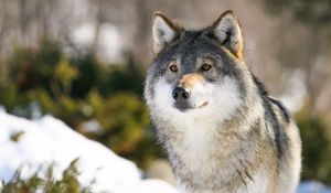 Preview wallpaper wolf, predator, glance, animal