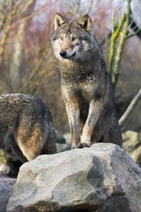 Preview wallpaper wolf, predator, glance, stones