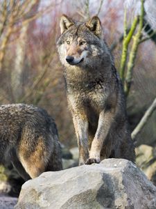 Preview wallpaper wolf, predator, glance, stones