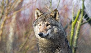 Preview wallpaper wolf, predator, glance, stones