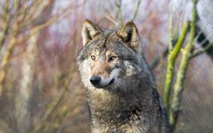 Preview wallpaper wolf, predator, glance, stones