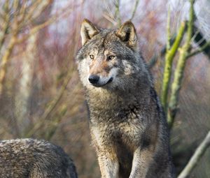 Preview wallpaper wolf, predator, glance, stones
