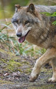 Preview wallpaper wolf, predator, glance, animal, face