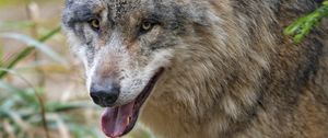 Preview wallpaper wolf, predator, glance, animal, face