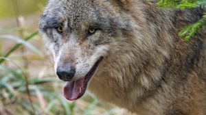 Preview wallpaper wolf, predator, glance, animal, face