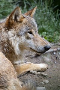 Preview wallpaper wolf, predator, glance, animal, profile
