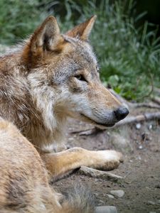Preview wallpaper wolf, predator, glance, animal, profile