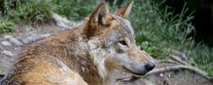 Preview wallpaper wolf, predator, glance, animal, profile