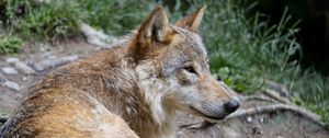 Preview wallpaper wolf, predator, glance, animal, profile