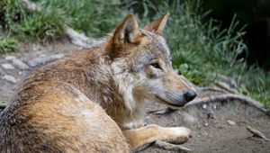 Preview wallpaper wolf, predator, glance, animal, profile