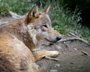 Preview wallpaper wolf, predator, glance, animal, profile